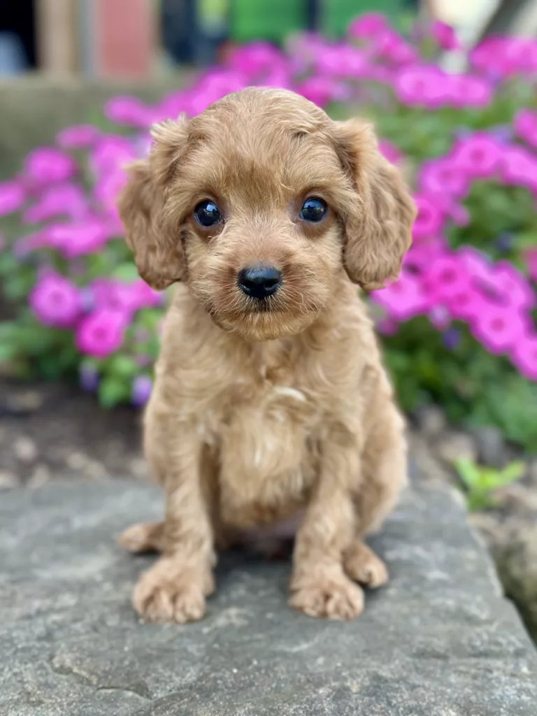 Girl Fern – Cavapoo
