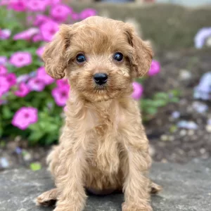 Girl Franny - Cavapoo