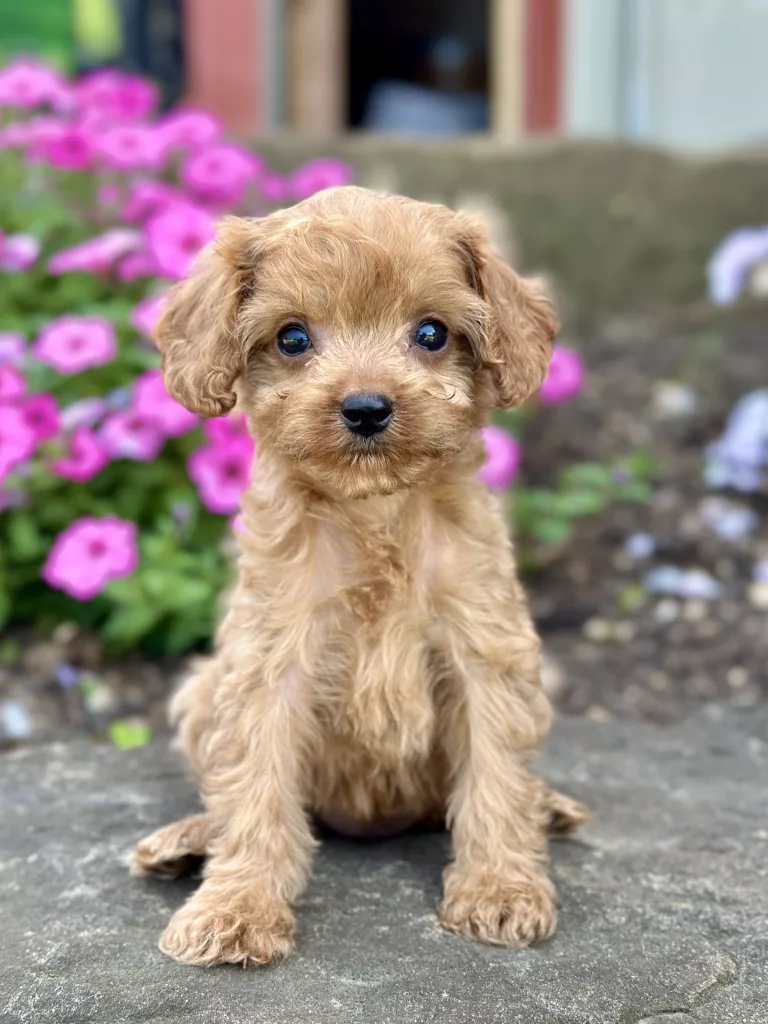Girl Franny – Cavapoo