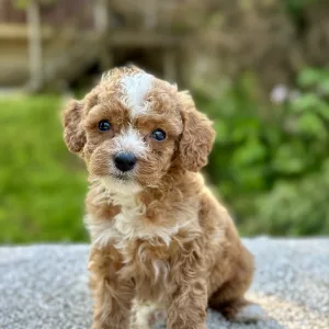 Stunning Cavapoo puppy for adpotion