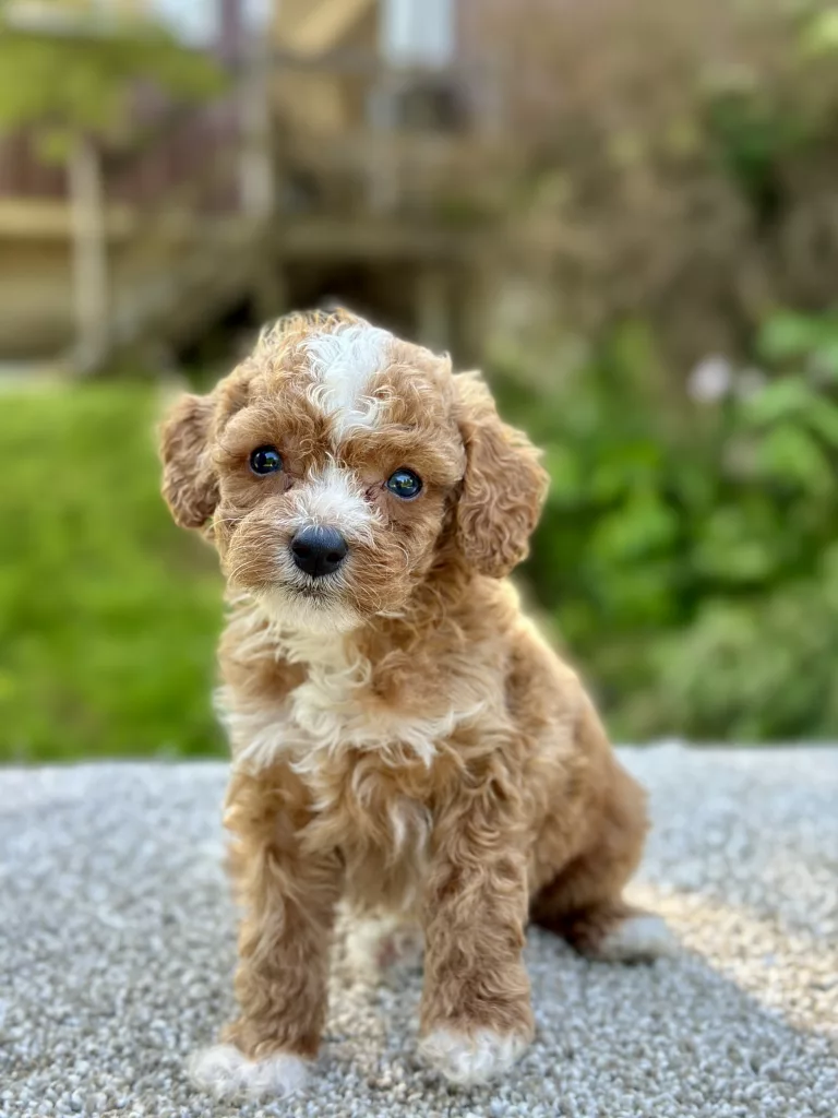 Stunning Cavapoo puppy for adpotion