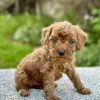 Adorable tiny Cavapoo puppy for sale
