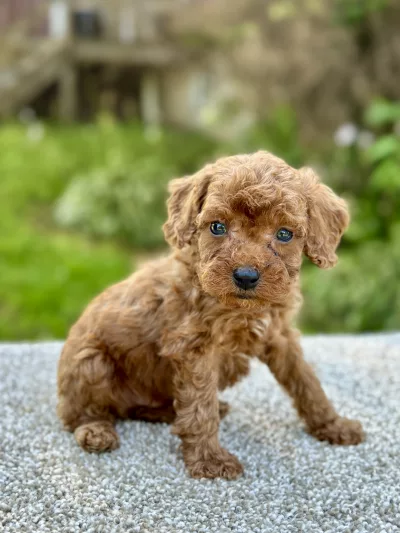 Adorable tiny Cavapoo puppy for sale