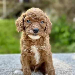 micro cavapoo puppy for adoption
