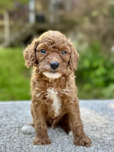 micro cavapoo puppy for adoption