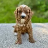 handsome cavapoo puppy for adoption