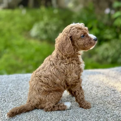 boy cavapoo puppy for sale