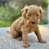 boy cavapoo for adoption in ohio