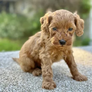 boy cavapoo for adoption in ohio