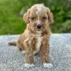 boy cavapoo puppy for adoption