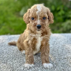 boy cavapoo puppy for adoption