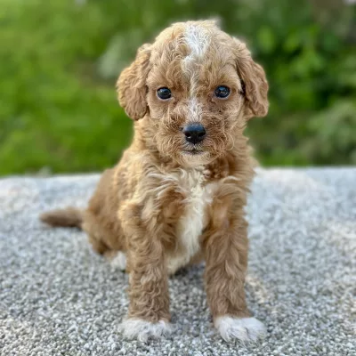 boy cavapoo puppy for adoption