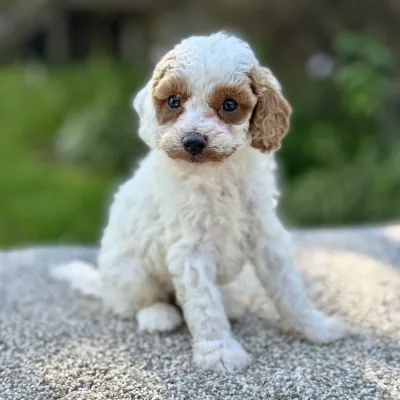 boy cavapoo puppy for sale