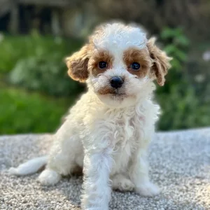 beautiful girl cavapoo puppy for adoption