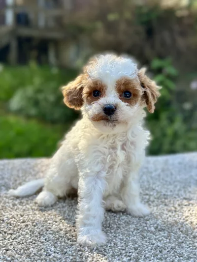 beautiful girl cavapoo puppy for adoption