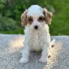 sweet girl cavapoo puppy for sale