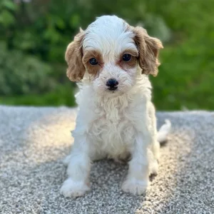 sweet girl cavapoo puppy for sale