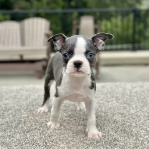 Female puppy boston terrier puppy for adoption