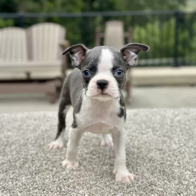 Female puppy boston terrier puppy for adoption
