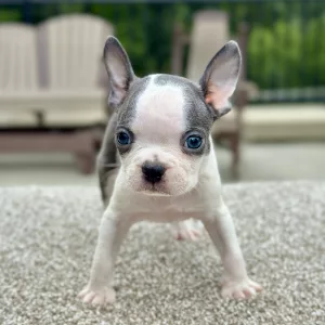 Male puppy boston terrier puppy for adoption