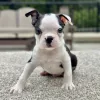 Male puppy boston terrier puppy for adoption