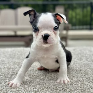 Male puppy boston terrier puppy for adoption
