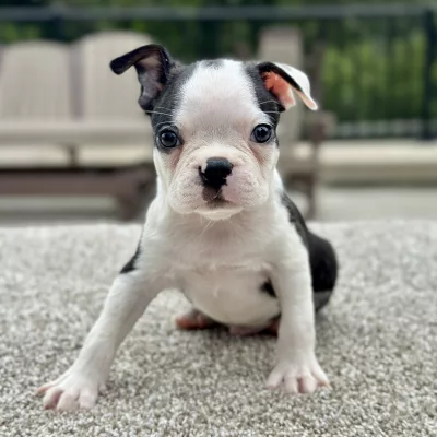 Male puppy boston terrier puppy for adoption