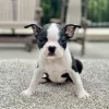 Female puppy boston terrier puppy for adoption