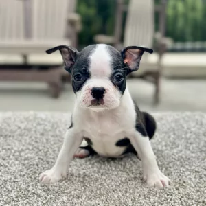 Female puppy boston terrier puppy for adoption