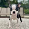 Female puppy boston terrier puppy for adoption