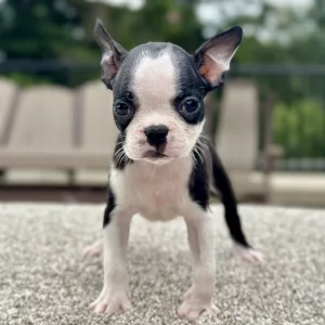 Female puppy boston terrier puppy for adoption
