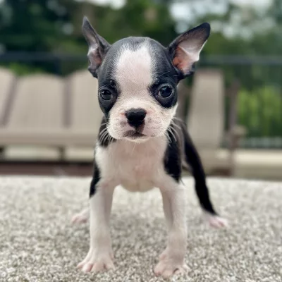 Female puppy boston terrier puppy for adoption