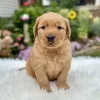 Male Golden Retriever puppy for sale
