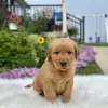 Golden Retriever puppy for sale