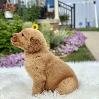 Golden Retriever puppy for sale