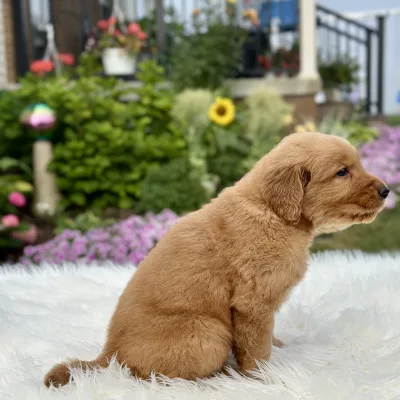 Golden Retriever puppy for sale