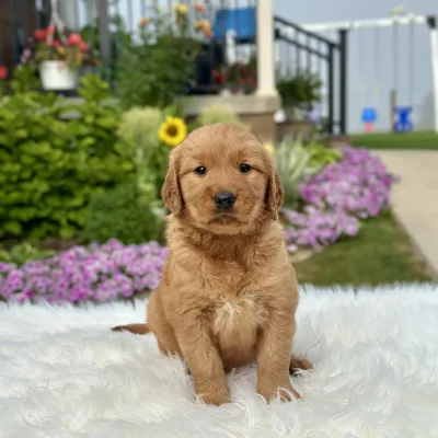 Golden Retriever puppy for sale