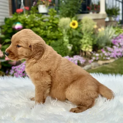 Golden Retriever puppy for sale