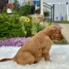 Golden Retriever puppy for sale