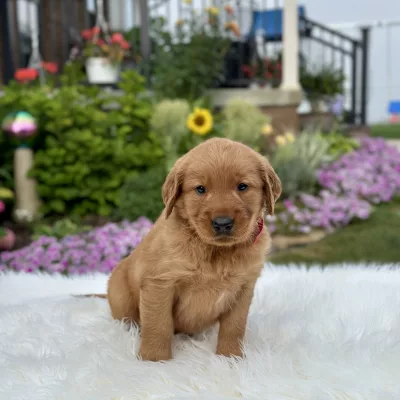 Golden Retriever puppy for sale