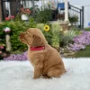 Golden Retriever puppy for sale