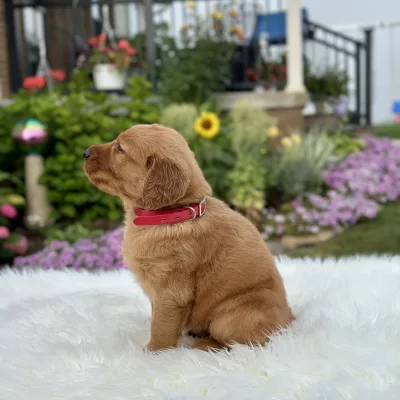 Golden Retriever puppy for sale