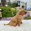 Golden Retriever puppy for sale
