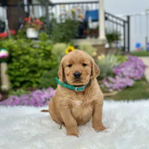Golden Retriever puppy for sale