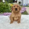 Golden Retriever puppy for sale