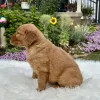 Golden Retriever puppy for sale