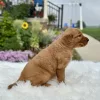 Golden Retriever puppy for sale