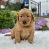Golden Retriever puppy for sale
