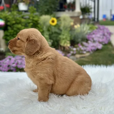 Golden Retriever puppy for sale