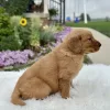 Golden Retriever puppy for sale